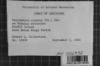 Peniophora cinerea image