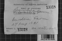 Peniophora cinerea image