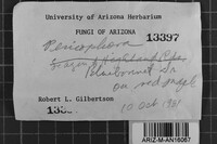 Peniophora cinerea image