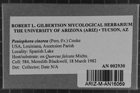 Peniophora cinerea image