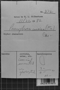 Peniophora cinerea image