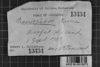 Peniophora cinerea image