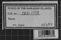 Peniophora cinerea image