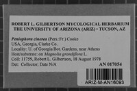 Peniophora cinerea image