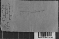 Peniophora cinerea image