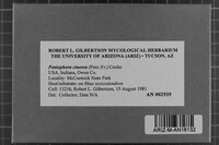 Peniophora cinerea image