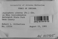 Peniophora cinerea image
