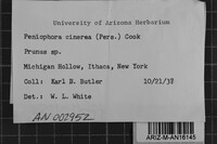 Peniophora cinerea image