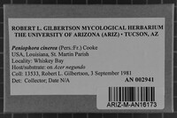 Peniophora cinerea image