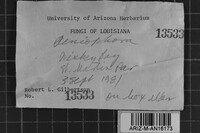 Peniophora cinerea image