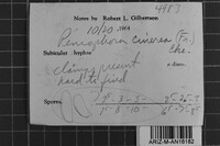 Peniophora cinerea image