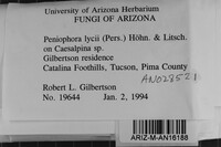 Peniophora lycii image