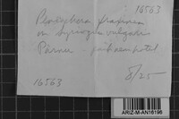 Image Associated With the Occurrence