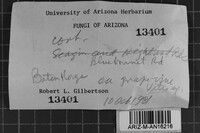 Peniophora cinerea image