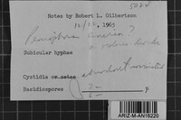 Peniophora cinerea image