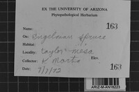 Peniophora cinerea image