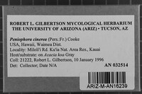 Peniophora cinerea image