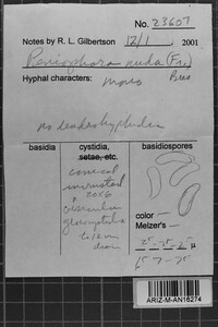 Peniophora nuda image