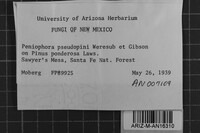 Peniophora pseudopini image