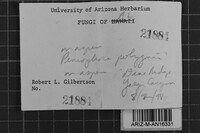 Peniophora polygonia image