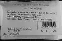 Peniophora tamaricicola image