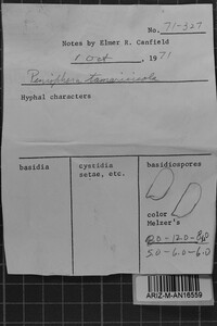 Peniophora tamaricicola image