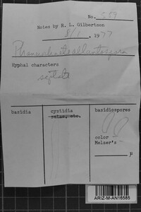 Phanerochaete allantospora image
