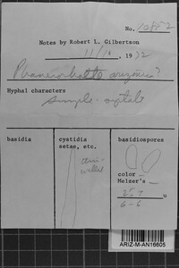 Phanerochaete arizonica image