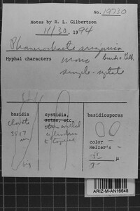 Phanerochaete arizonica image