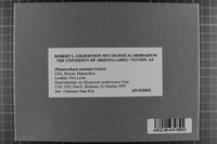 Phanerochaete aculeata image