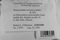 Phanerochaete arizonica image