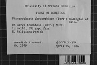 Hydnophlebia chrysorhiza image