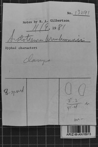 Sistotrema brinkmannii image