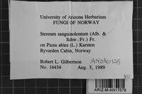 Stereum sanguinolentum image