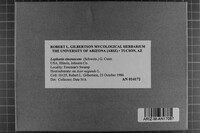 Lopharia cinerascens image