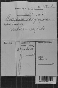 Subulicystidium longisporum image