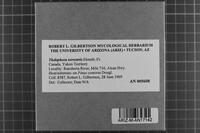 Thelephora terrestris image