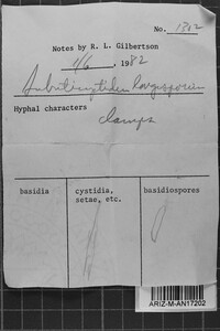 Subulicystidium longisporum image
