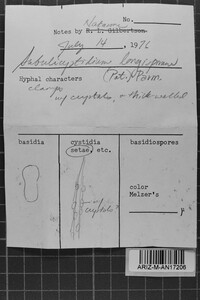 Subulicystidium longisporum image