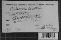 Thelephora terrestris image