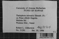 Thelephora terrestris image