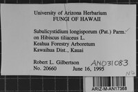 Subulicystidium longisporum image