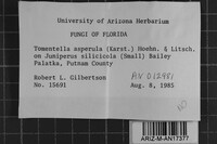 Tomentella asperula image
