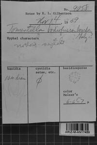 Media resource of Tomentella badiofusca