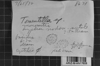 Tomentella lilacinogrisea image