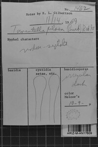Tomentella pilosa image