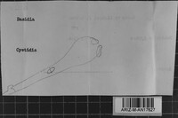 Tomentella pilosa image