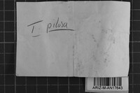 Tomentella pilosa image