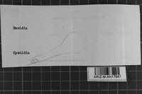 Tomentella pilosa image
