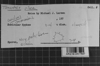 Tomentella pilosa image